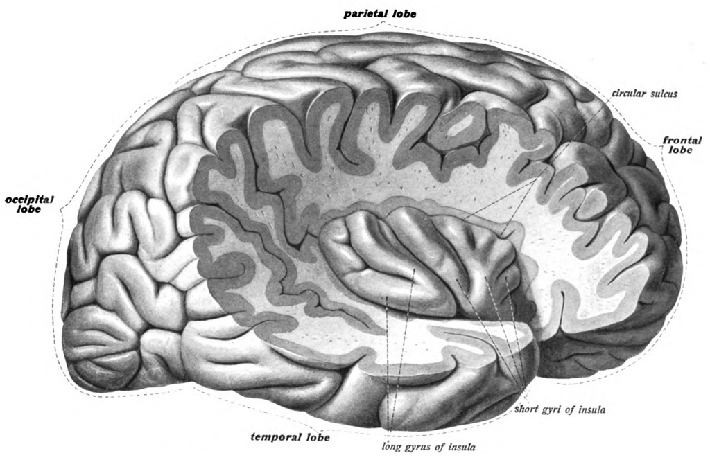 insular cortex