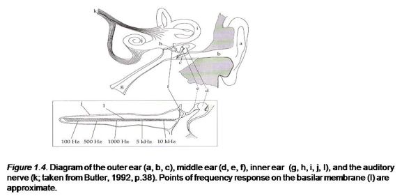 Diagram of the outer ear (a, b, c), middle ear (d, e, f), inner ear  (g, h, i, j, l),
 and the auditory nerve (k; taken from Butler, 1992, p.38). Points of frequency response on the basilar membrane (l) are approximate.