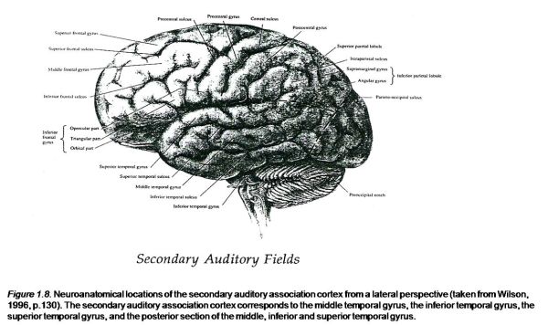 Neuroanatomical locations of the secondary auditory association cortex from a lateral perspective 
(taken from Wilson, 1996, p.130). The secondary auditory association cortex corresponds to the middle temporal gyrus,
 the inferior temporal gyrus, the superior temporal gyrus, and the posterior section of the middle, inferior and superior temporal gyrus.