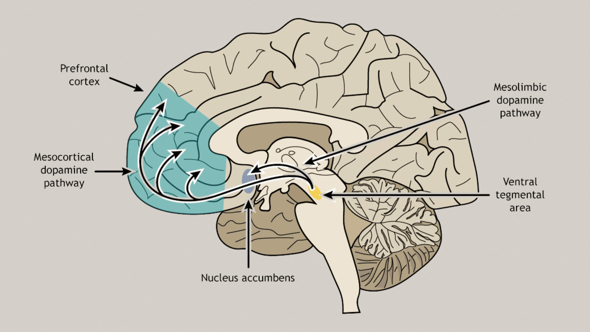 signs of emotional maturity showing emotional intelligence with self awareness self management empathy motivation and social skillsdiagram showing prefrontal cortex